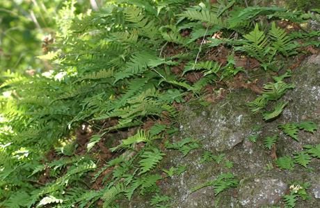 Gewöhnlicher Tüpfelfarn (Polypodium vulgare) - © Emanuel Trummer